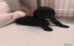 Yorkiepoo dogs for sale: Yorkiepoos - Image 6