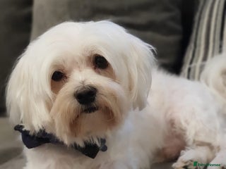 Maltese dogs in Dartford - Advert 12