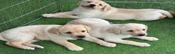 Labrador Retriever dogs for sale: Labrador puppies in South Ockendon - Advert 5