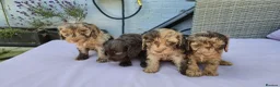 Cockapoo dogs for sale: Stunning litter of merle cockapoo ready to leave  - Advert 9
