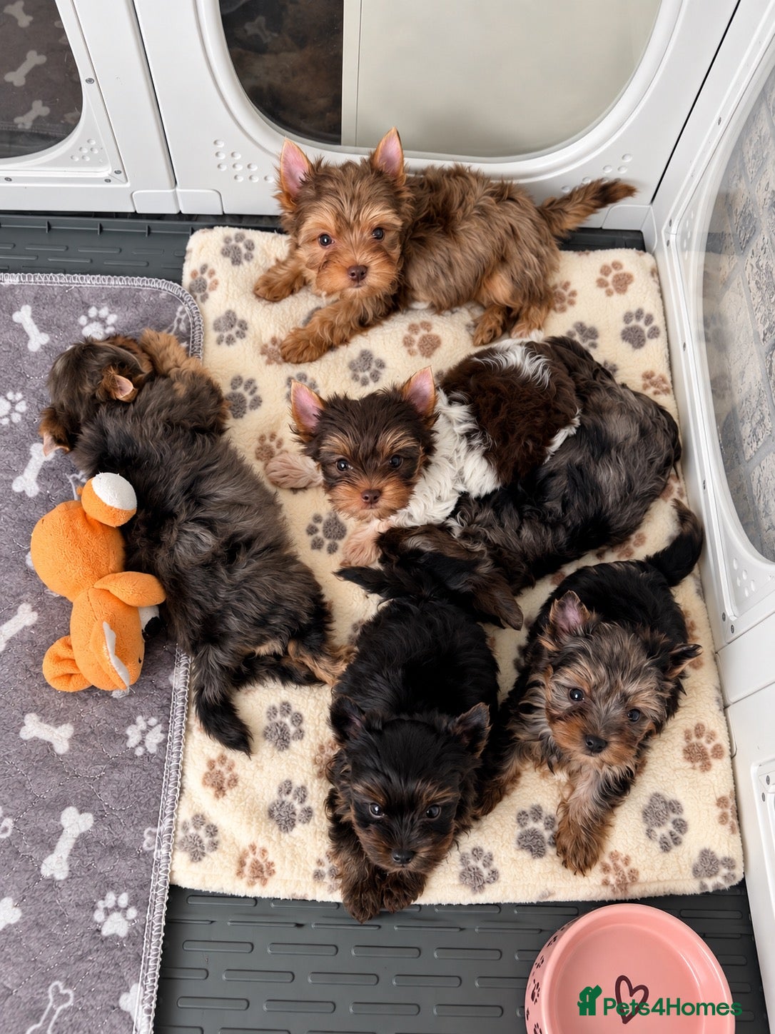 Yorkshire Terrier dogs Yorkshire terrier Merle last two available  - Advert 9