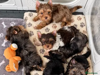 Yorkshire Terrier dogs Yorkshire terrier Merle last two available - Advert 9