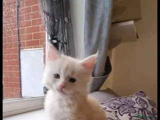 Maine Coon cats Cream and white large kitten Tica registered - Advert 10