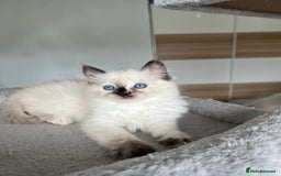 Ragdoll cats for sale: Registered Ragdoll kittens LAST GIRL HCM/PKD clear - Image 23