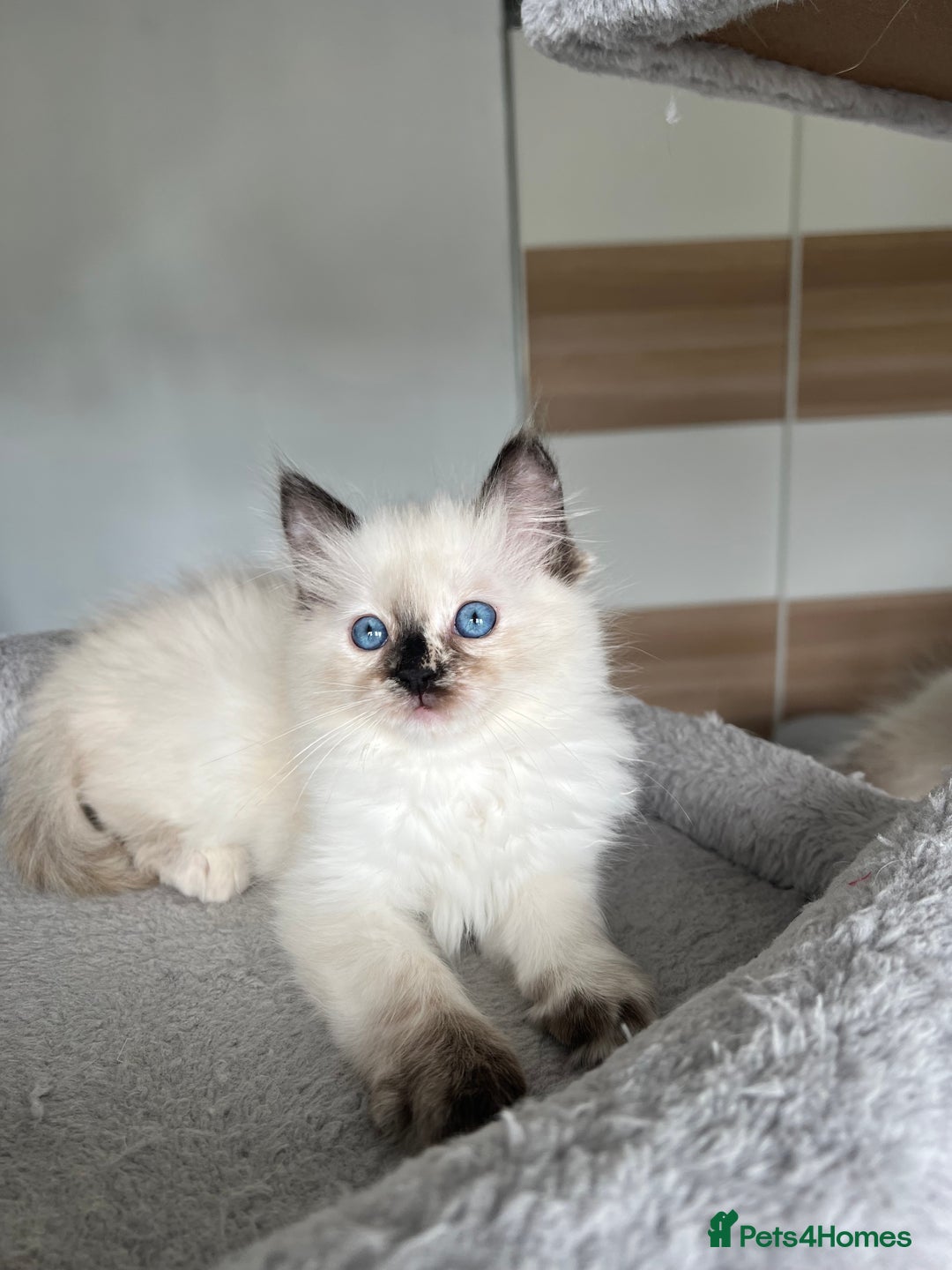Ragdoll cats for sale: Registered Ragdoll kittens LAST GIRL HCM/PKD clear - Image 23