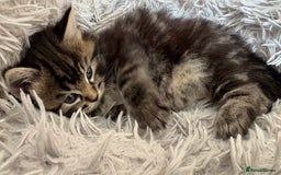 Mixed Breed cats for sale: Fluffy Half-Ragdoll Kittens - Image 6