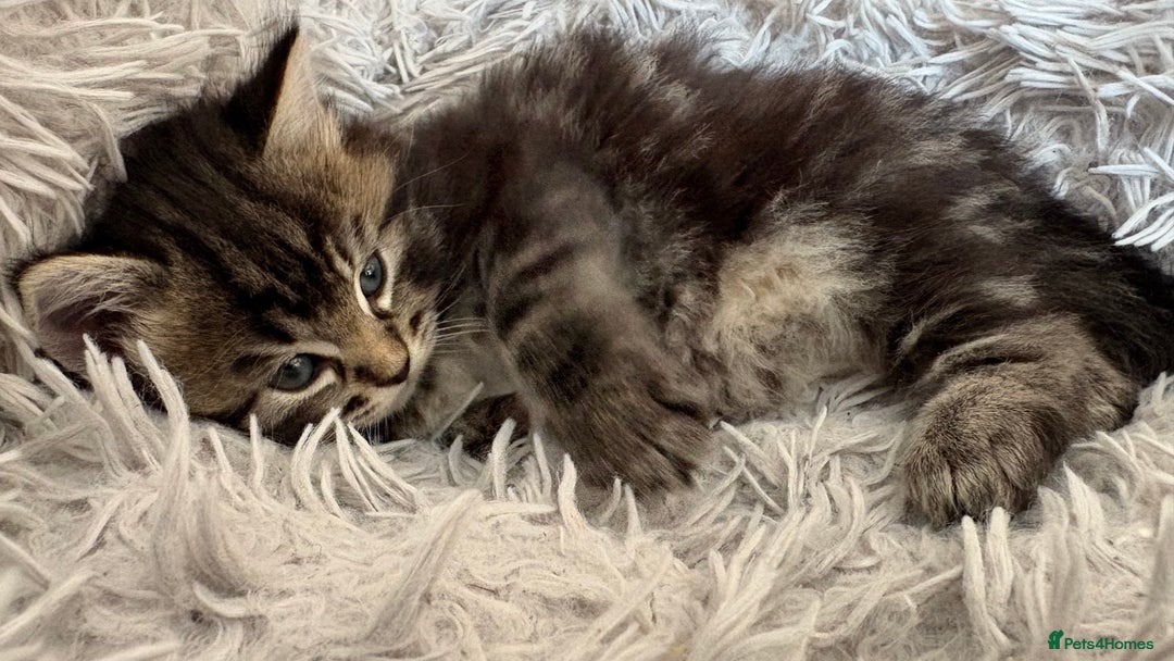 Mixed Breed cats for sale: Fluffy Half-Ragdoll Kittens - Image 6
