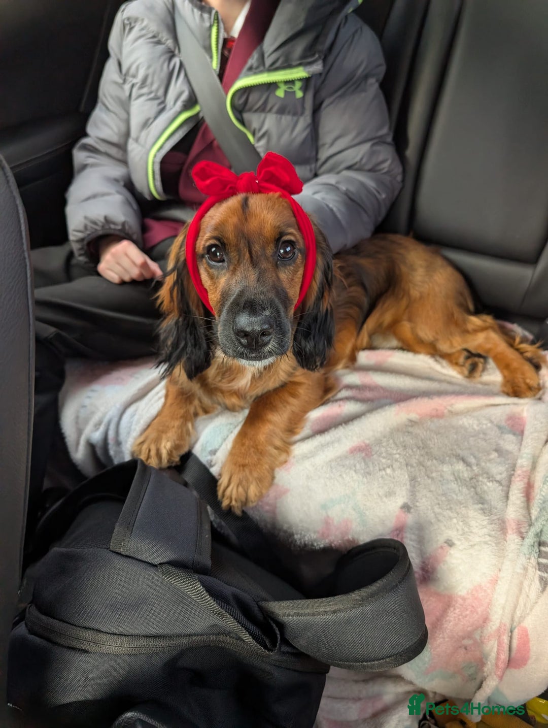 Cocker Spaniel dogs for stud: Bailey and his beautiful coloured coat - Advert 1