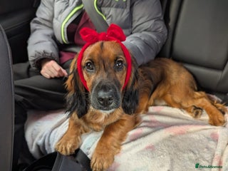 Cocker Spaniel dogs for stud: Bailey and his beautiful coloured coat - Advert 1
