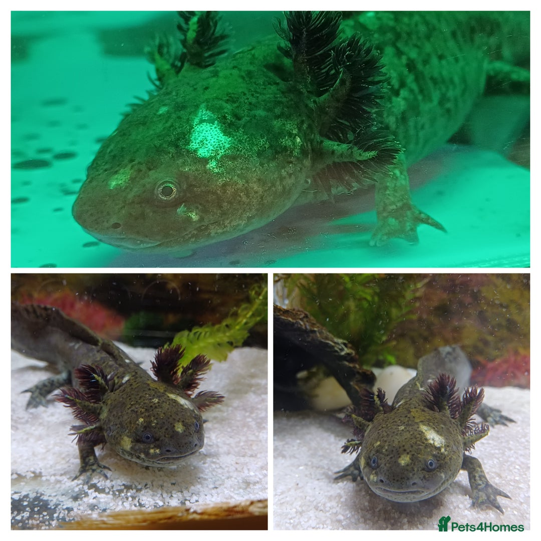 Axolotl reptiles for sale: 2 Axolotl - 12 years old  - Image 2