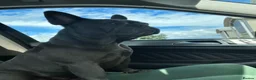 French Bulldog dogs for sale: Mother & daughter  in Liverpool - Advert 4
