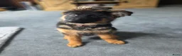 German Shepherd dogs for sale: Gorgeous KC Registered Male German Shepherd - Advert 13