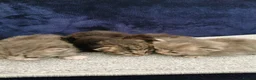 Siberian cats for sale: Registered Siberian Kittens  - Advert 12