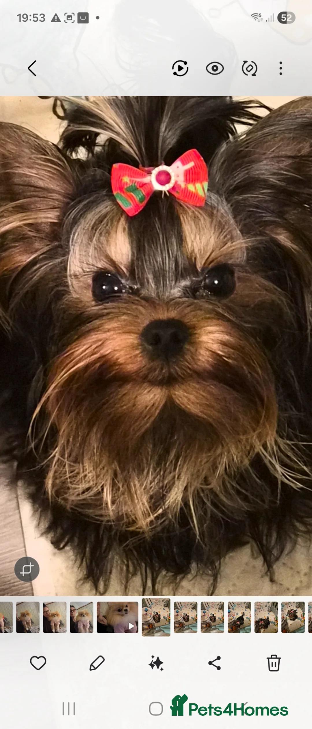 Yorkshire Terrier dogs for sale: 💝💝Two Side Champion Line Little Boy💝💝 - Advert 2