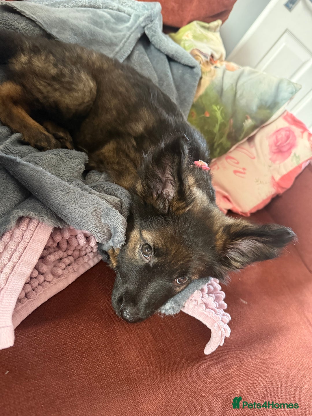 German Shepherd dogs for sale: German Shepherd Puppy - Advert 5