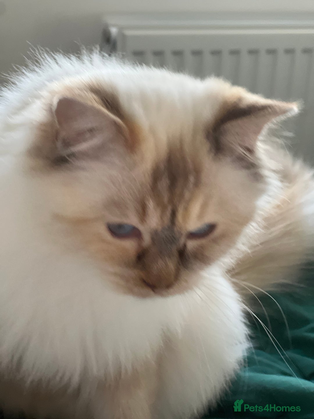 Ragdoll cats for sale: Pure ragdoll mitted blue/seal tortie kittens - Advert 11