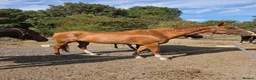 English Thoroughbred horses for sale: Stunning Chestnut mare 17hh - Advert 4