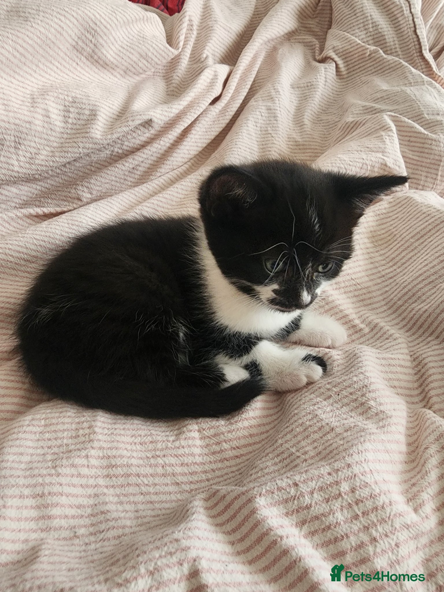 Mixed Breed cats for sale: 2 little Tuxedo new born kittens - Advert 3