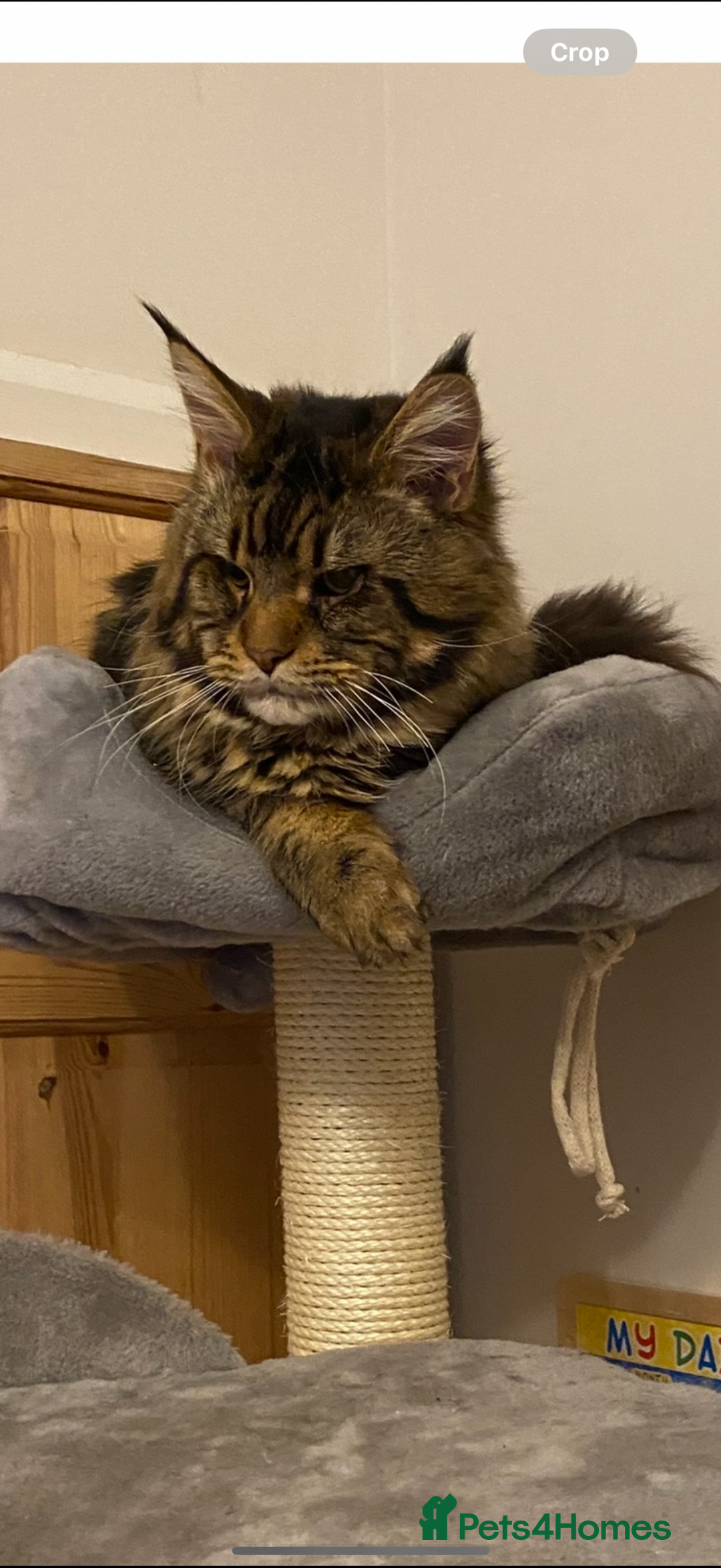 Maine Coon cats for sale: GCCF pedigree Maine Coons  - Image 7