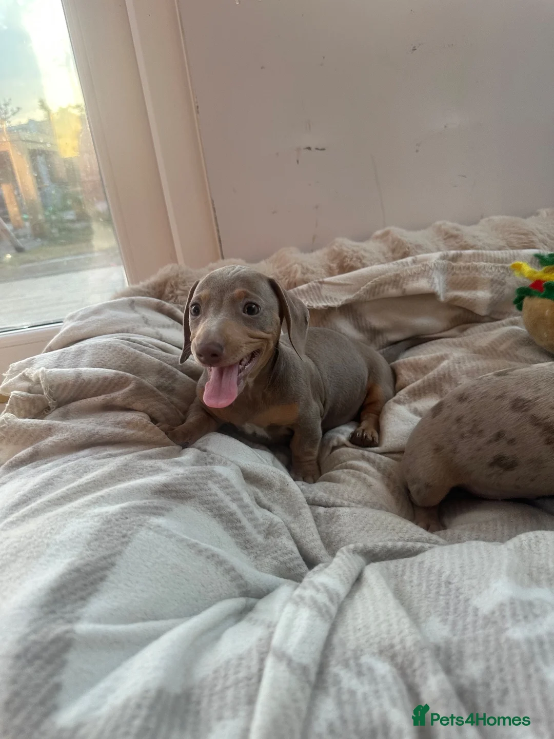 Miniature Dachshund dogs for sale: Miniature Dutch hound puppies - Advert 2