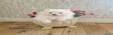 Pomeranian Puppy 4