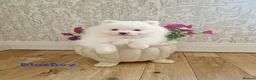 Pomeranian dogs for sale: White Pomeranian Males - Advert 13