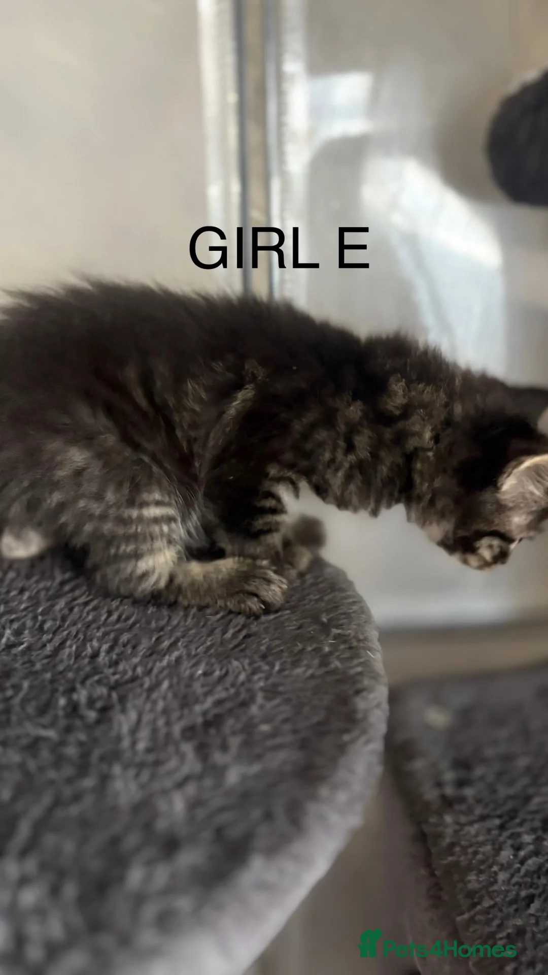 Mixed Breed cats for sale: Kittens mum is half Maine coon - Advert 2