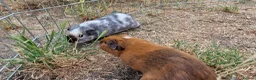 Guinea Pig rodents for sale: £20 for 2 California x male guinea pigs  - Advert 3