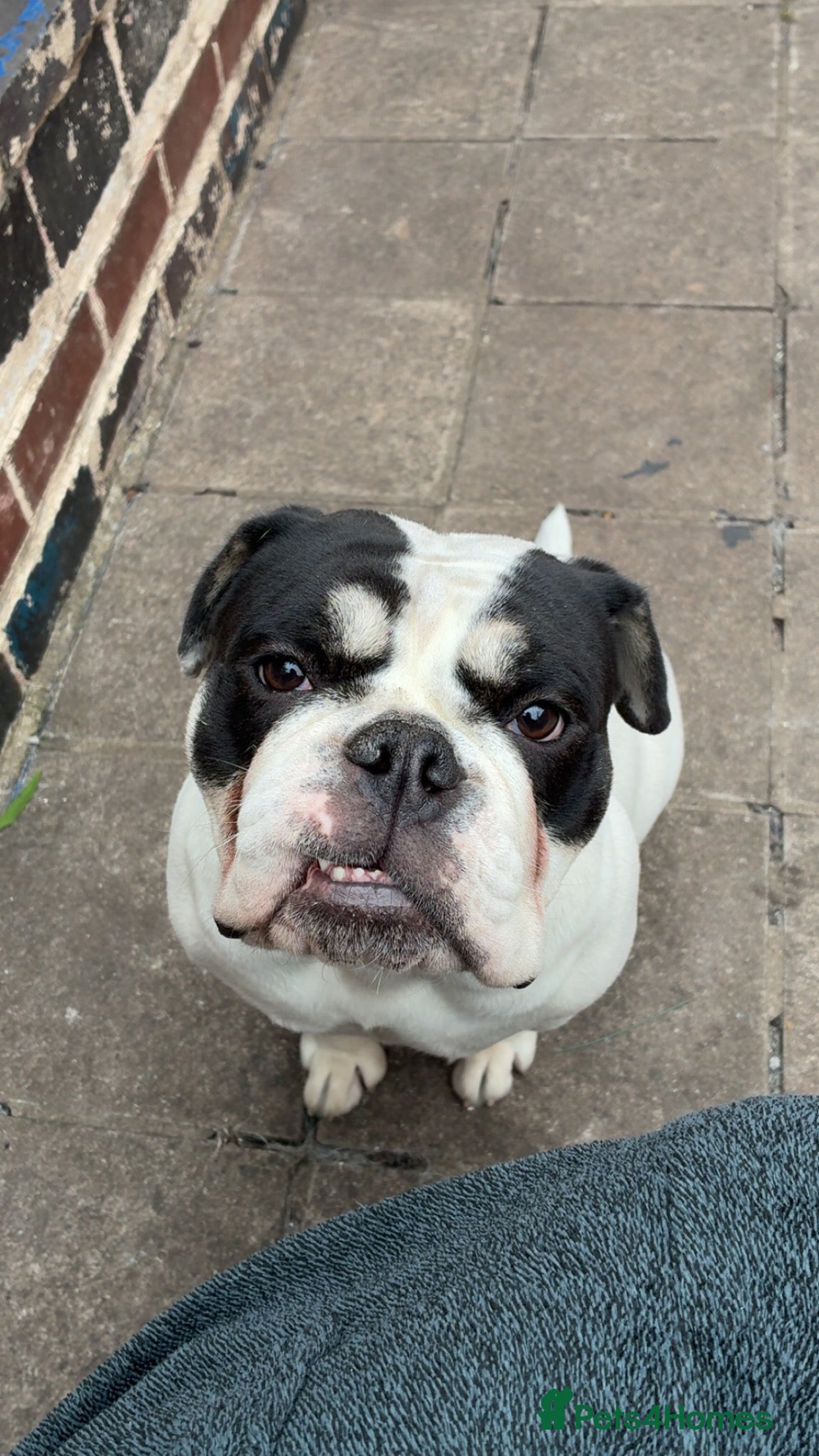 Olde English Bulldogge dogs Olde tyme English bulldog in Leicester - Advert 5