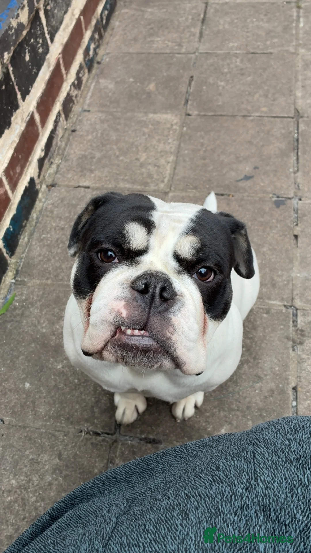 Olde English Bulldogge dogs for sale: Olde tyme English bulldog in Leicester - Advert 1