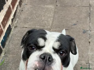 Olde English Bulldogge dogs Olde tyme English bulldog in Leicester - Advert 5