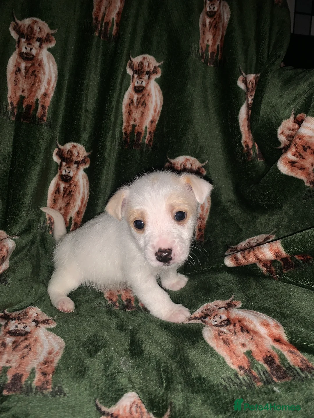 Jack Russell dogs for sale: Bunny’s babys - Advert 6
