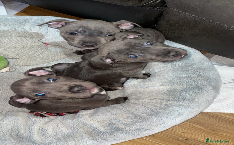 Staffordshire Bull Terrier dogs - Advert 1