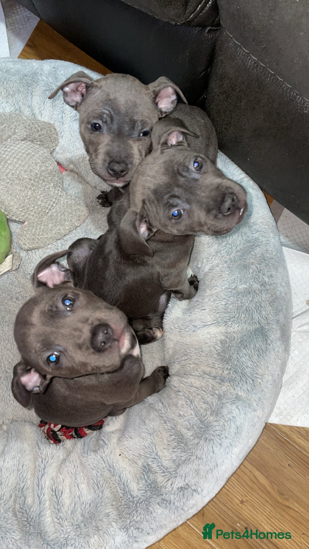 Staffordshire Bull Terrier dogs for sale: Blue Staffordshire bullterrier  - Image 1