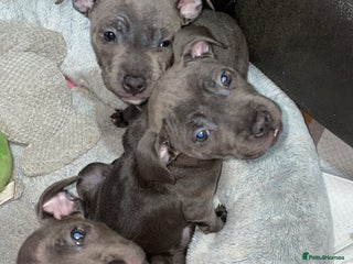 Staffordshire Bull Terrier dogs - Advert 1