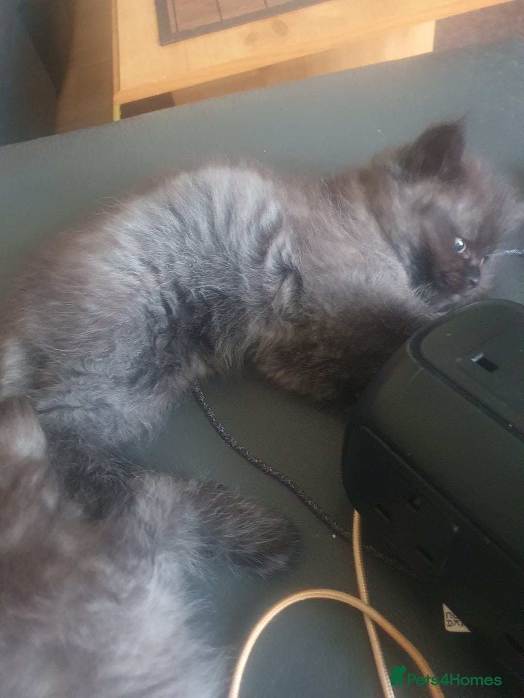 Mixed Breed cats for sale: Beautiful male kitten  - Image 4
