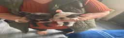 French Bulldog dogs for sale: Amazing healthy blue French bulldog  - Advert 2