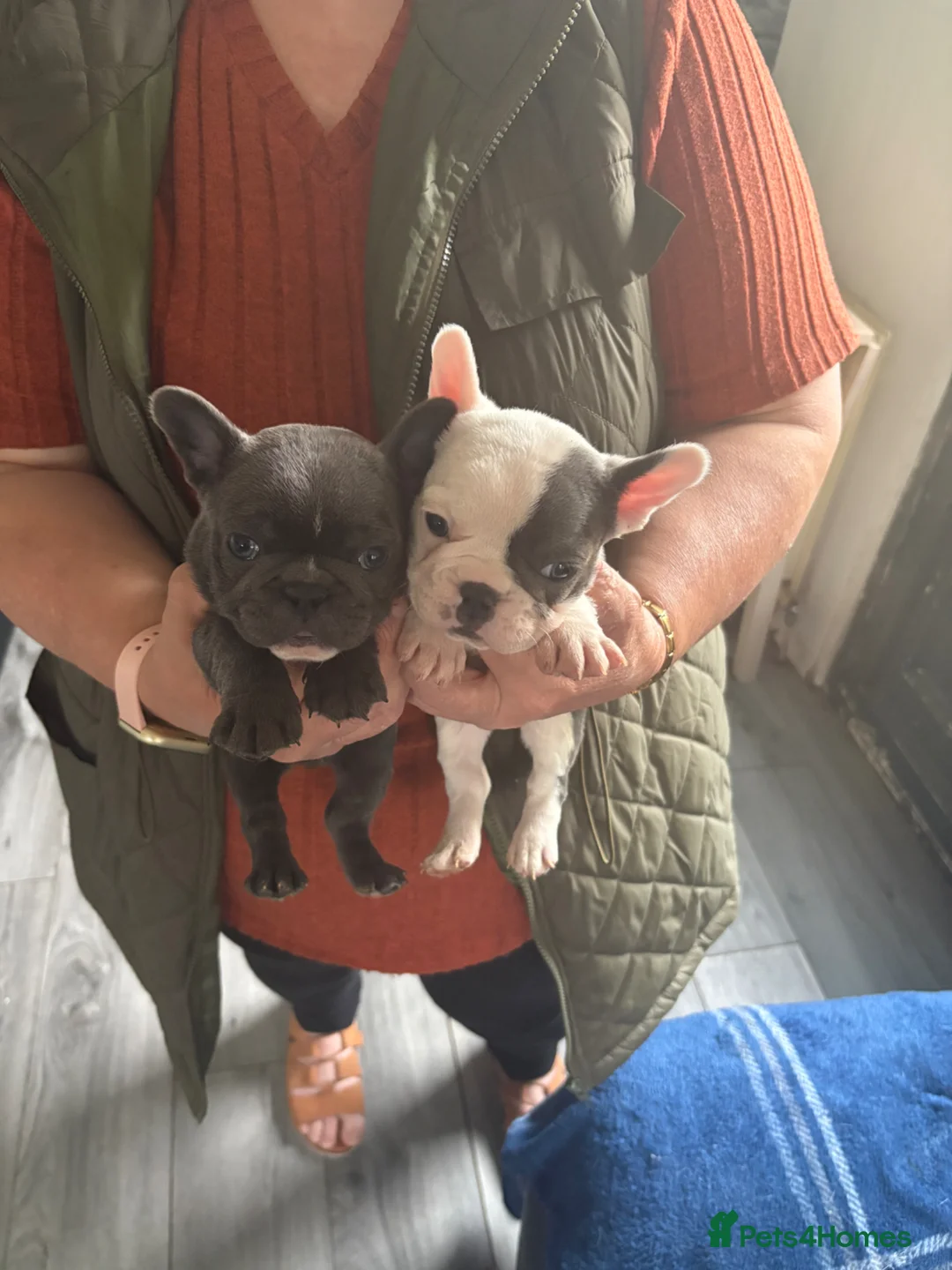 French Bulldog dogs for sale: Amazing healthy blue French bulldog  - Advert 2