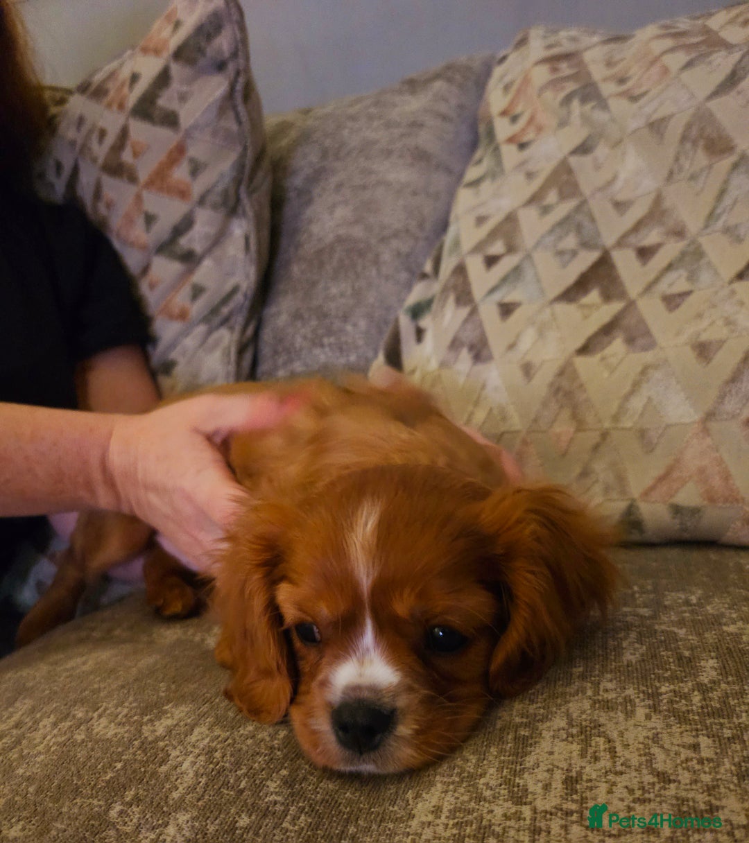 Cavalier King Charles Spaniel dogs for sale: Cavalier king charles puppys READY NOW pedigree KC - Advert 6
