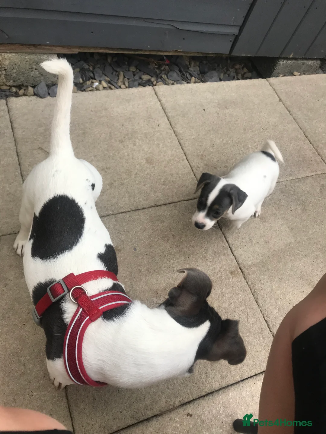 Jack Russell dogs for stud: Blue tri carrying chocolate miniature Jack Russell in Bradford - Advert 22