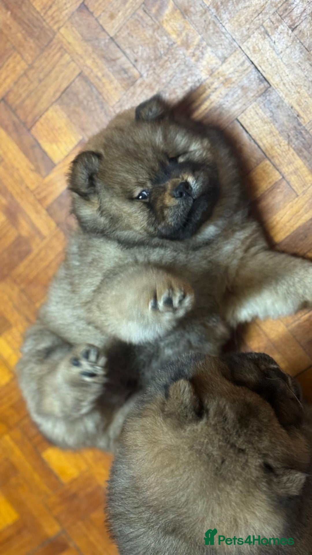 Chow Chow dogs for sale: Puppies looking for new home - Image 25