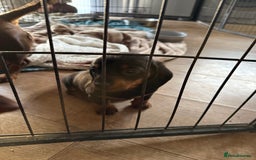 Dachshund dogs for sale: Black and Tan dachshund  - Advert 5