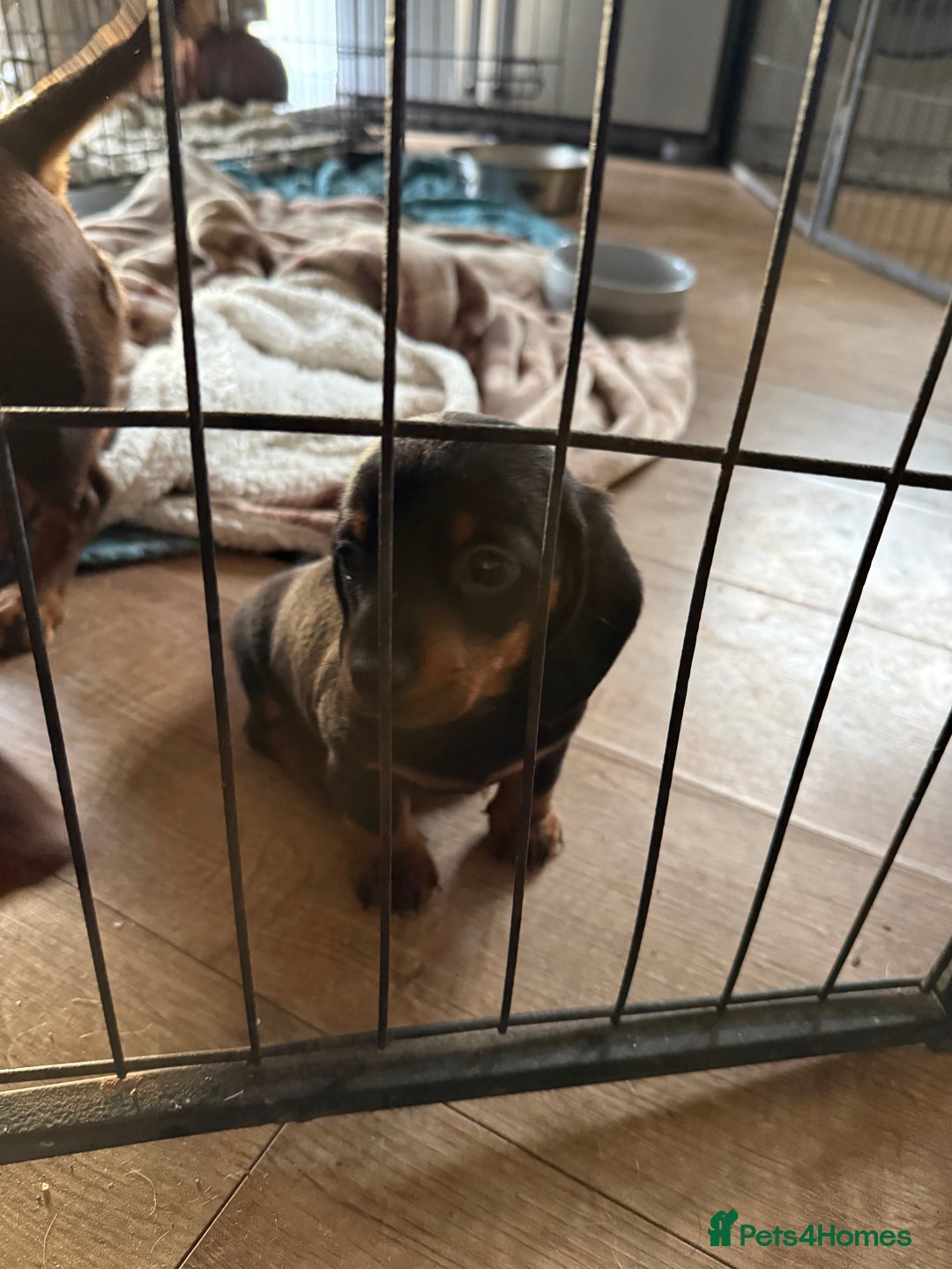 Dachshund dogs for sale: Black and Tan dachshund  - Advert 5