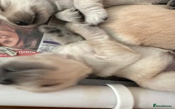 Golden Retriever dogs for sale: Golden Retriever pups - Image 8