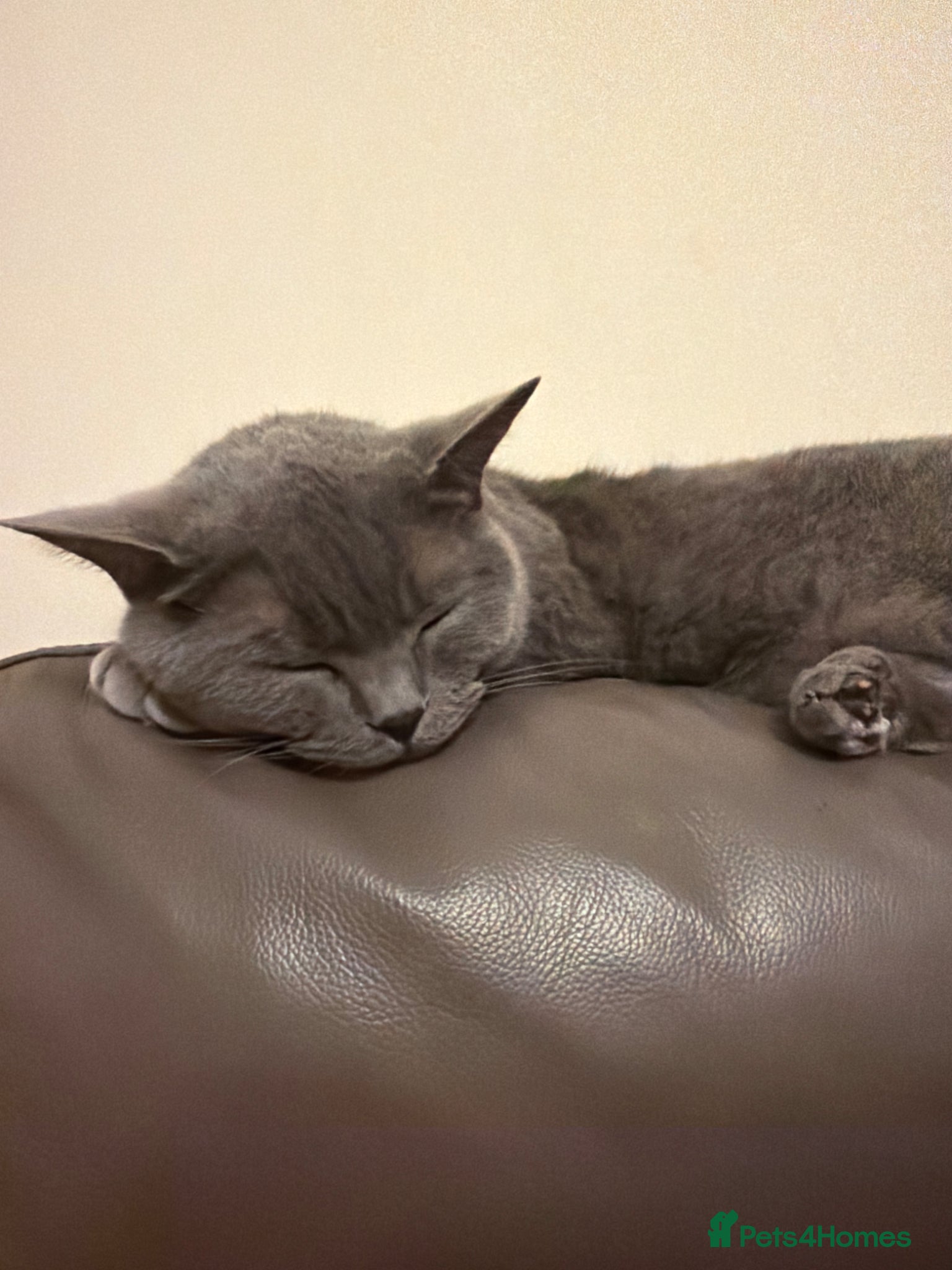 British Shorthair cats Two cats needing a new home together - Advert 1