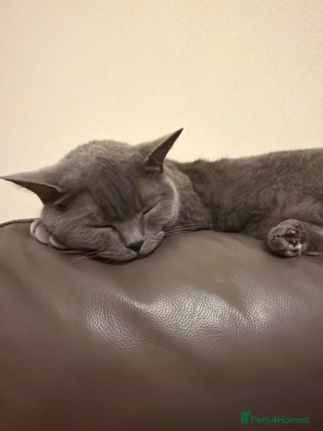 British Shorthair cats for sale: Two cats needing a new home together in Harrow - Advert 1