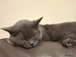 British Shorthair cats Two cats needing a new home together - Advert 1