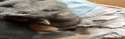 Mixed Breed cats for sale: Grey RagdollX kittens ready for homes x  - Advert 8
