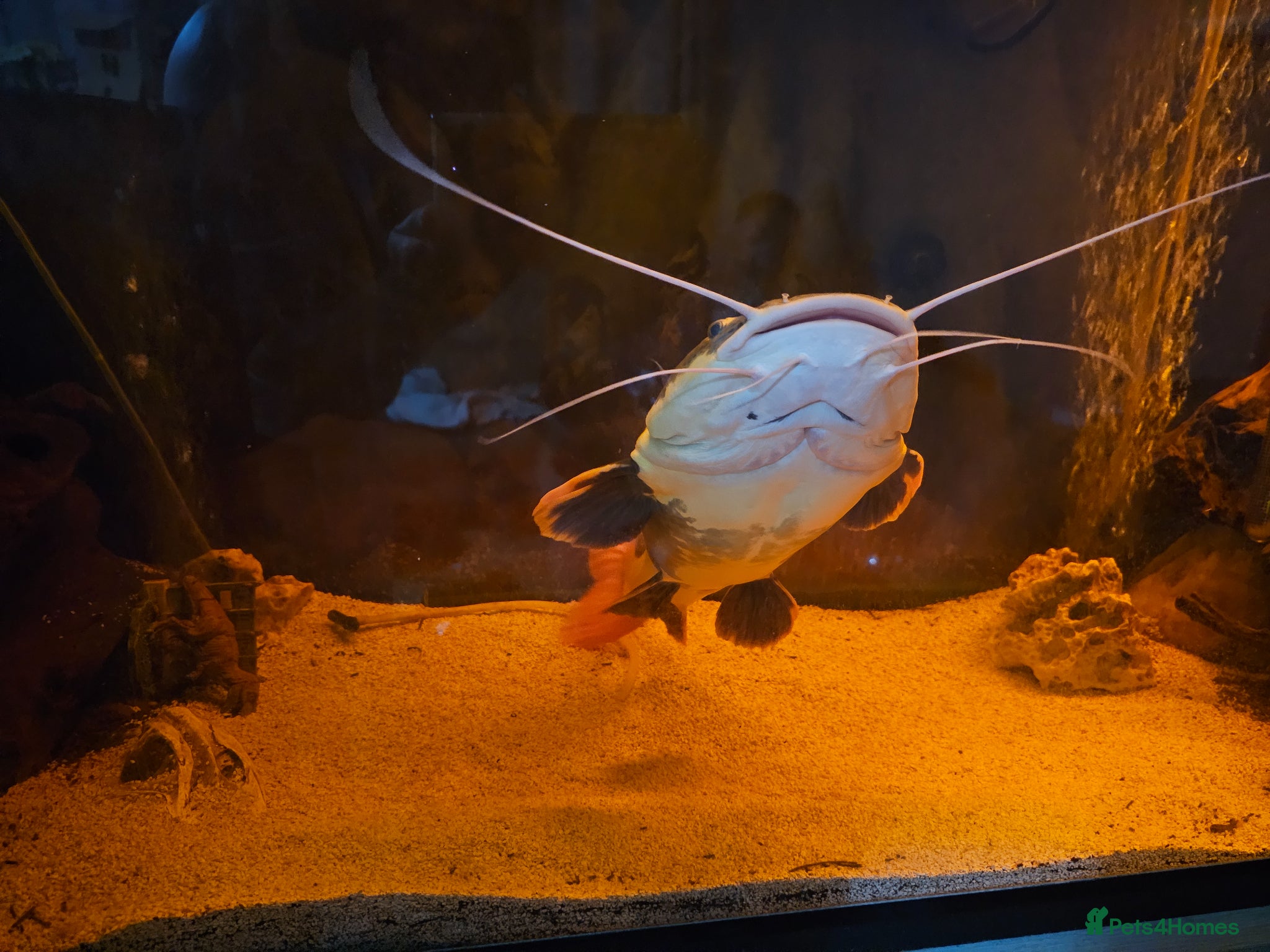 Catfish fish for sale: Red catfishfish - Advert 4