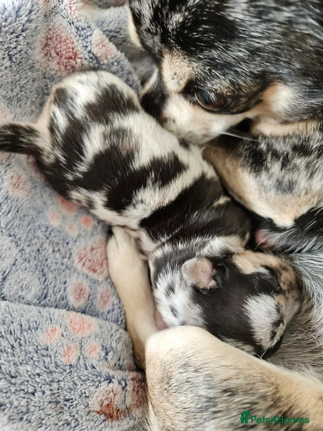 Chihuahua dogs for sale: Stunning female merle Chihuahua  - Advert 2